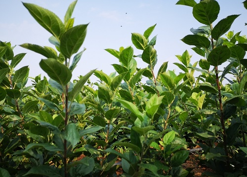 1647436641131584.png image.png