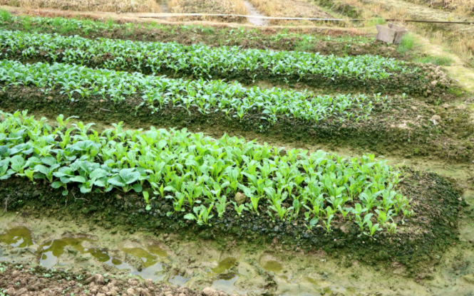 土壤養分速測儀